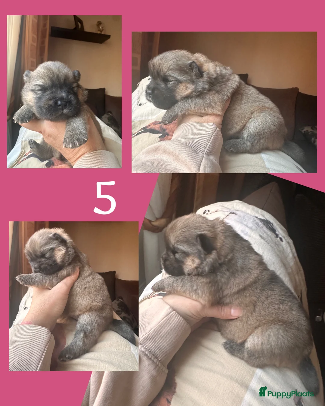 Chow Chow honden te koop: Mini Chow chow - Advertentie 18