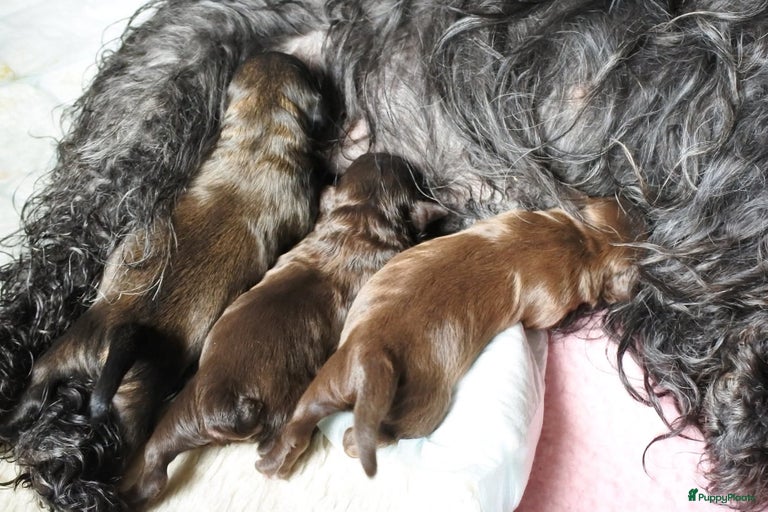 Galerij afbeelding {{count}}