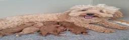 Poedel Toy honden te koop: toypoedel reu pups beschikbaar  - Advertentie 2
