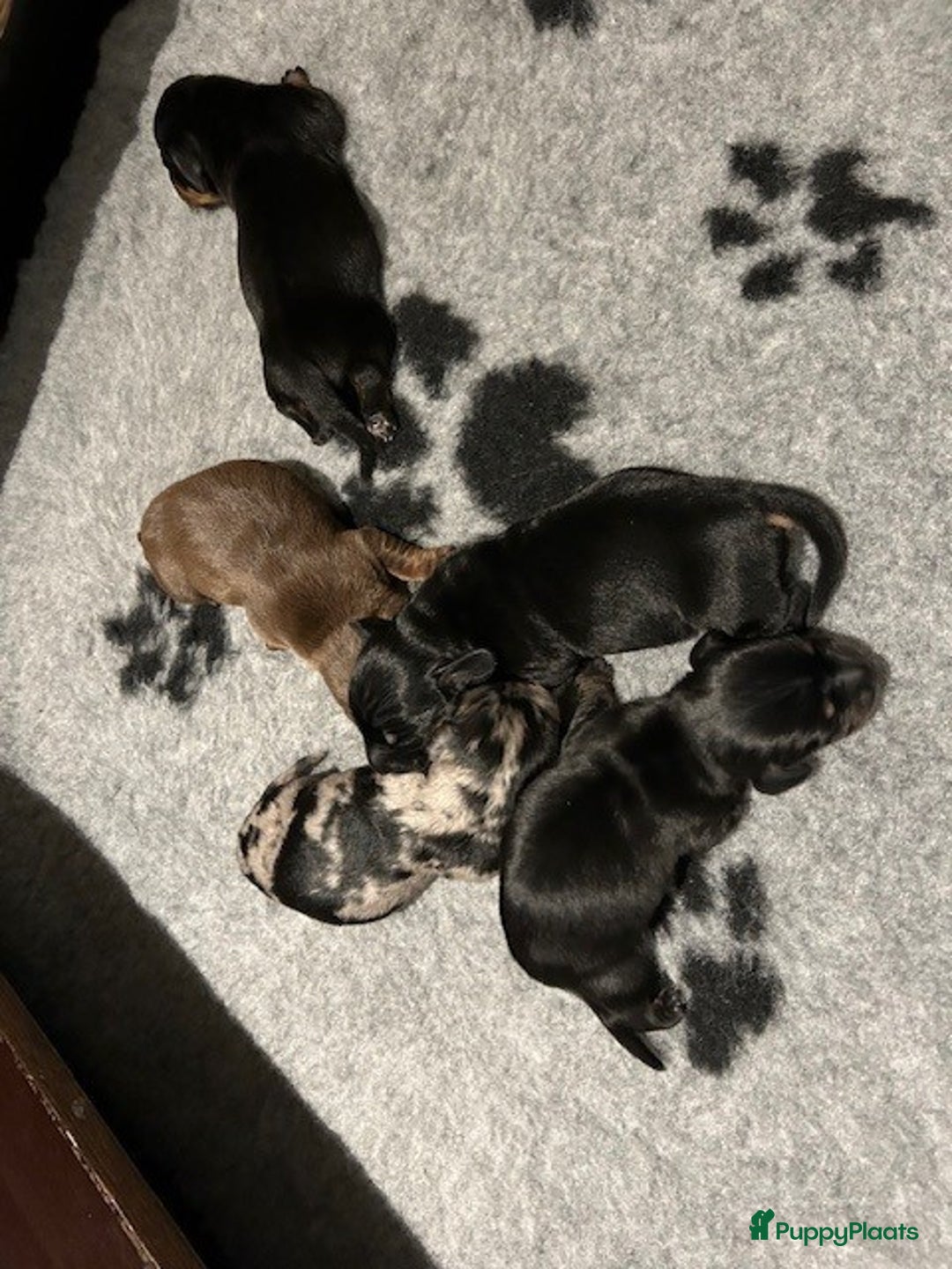 Teckel (korthaar)  honden te koop: Dwerg Teckel pups 2-1 geboren NOG 2 BESCHRIKBAAR - Advertentie 17