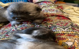 Keeshond honden te koop: Kruising Keeshond X Japanse Spits - Afbeelding 16