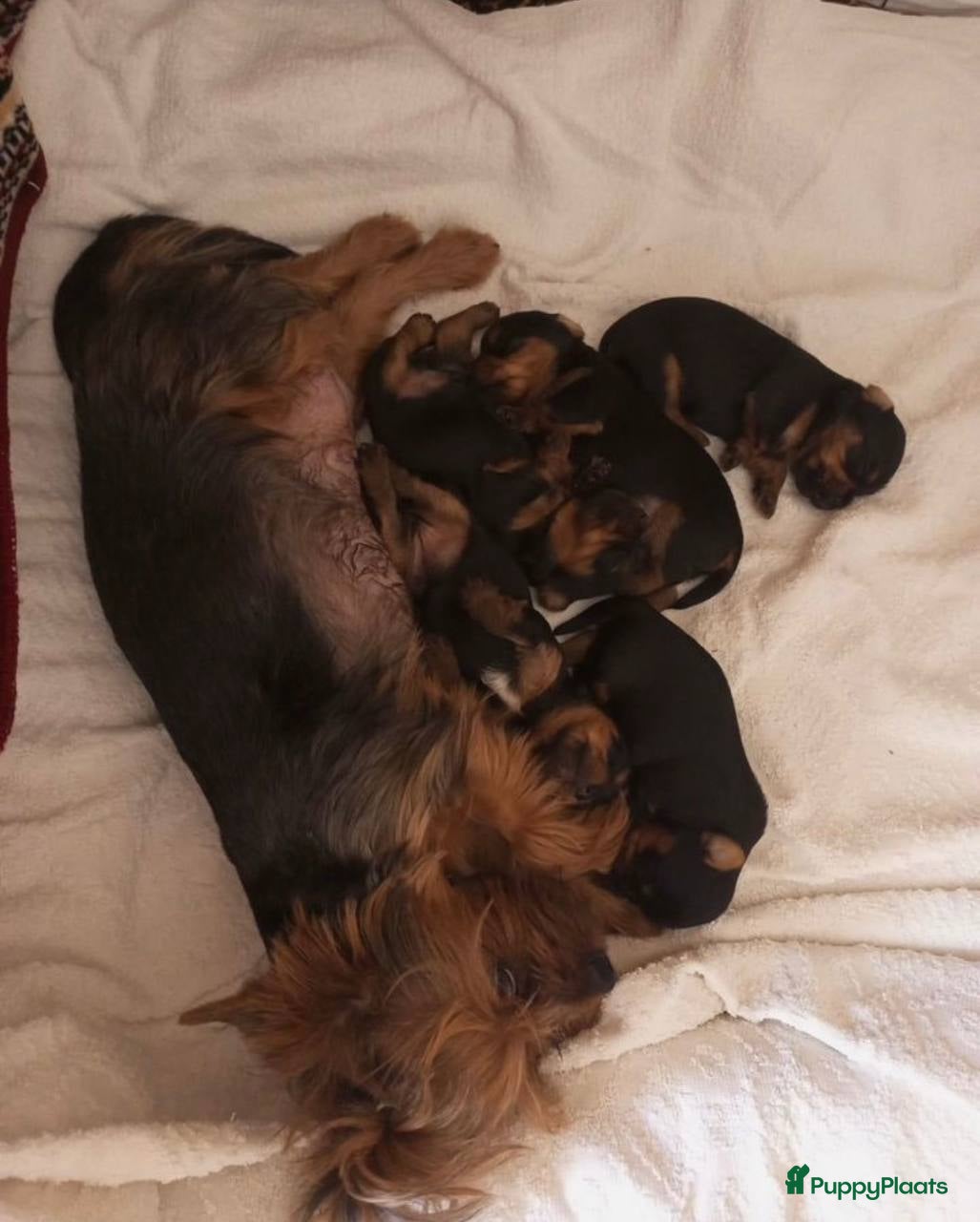 Yorkshire Terriër honden Kleine Yorkshire pups - Advertentie 2