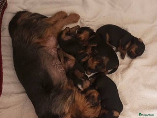 Yorkshire Terriër honden Kleine Yorkshire pups - Advertentie 8