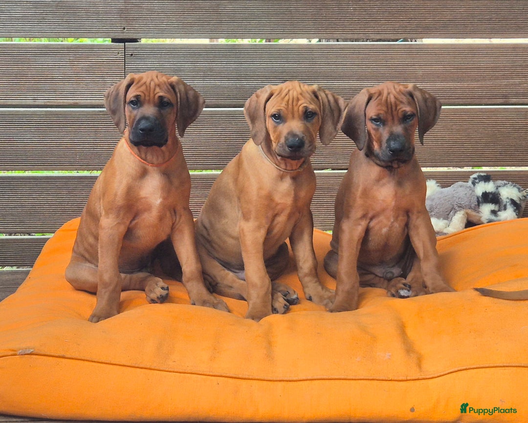 Rhodesian Ridgeback honden te koop: Rhodesian Ridgeback pups in Bentveld - Afbeelding 1