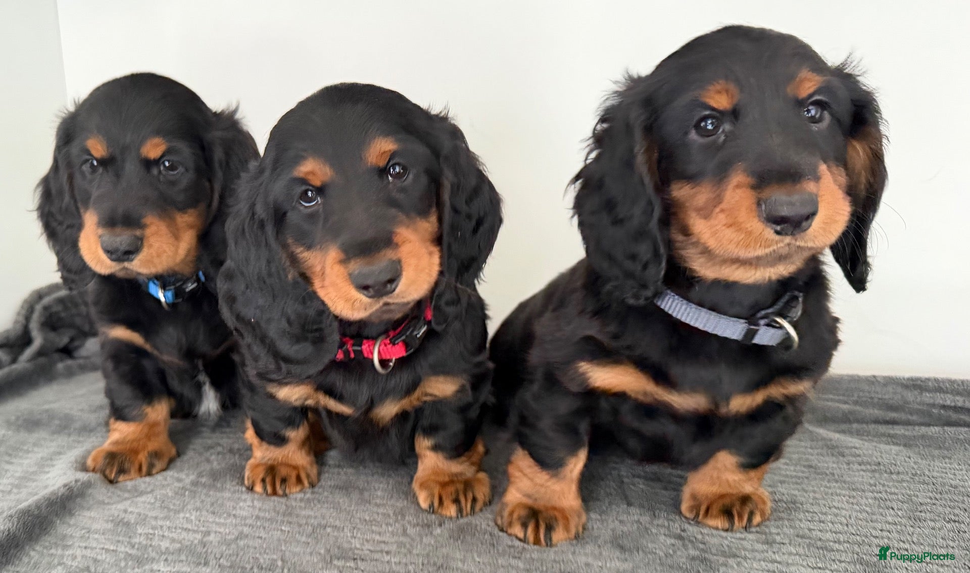 Teckel (langhaar) honden Teckel standaard langhaar met stamboom - Advertentie 1