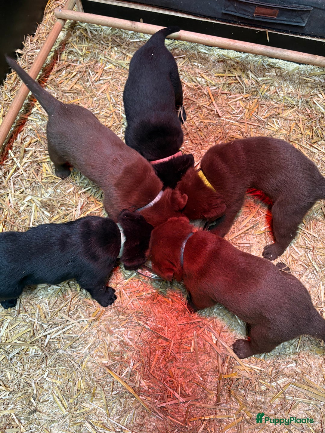 Labrador Retriever honden te koop: Nog 1 Lievebruine labrador pup te koop - Advertentie 5