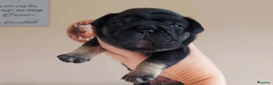 Franse Bulldog 4