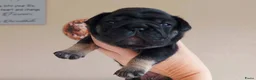 Franse Bulldog honden te koop: Prachtige Franse Bulldog pups met stamboom - Advertentie 15
