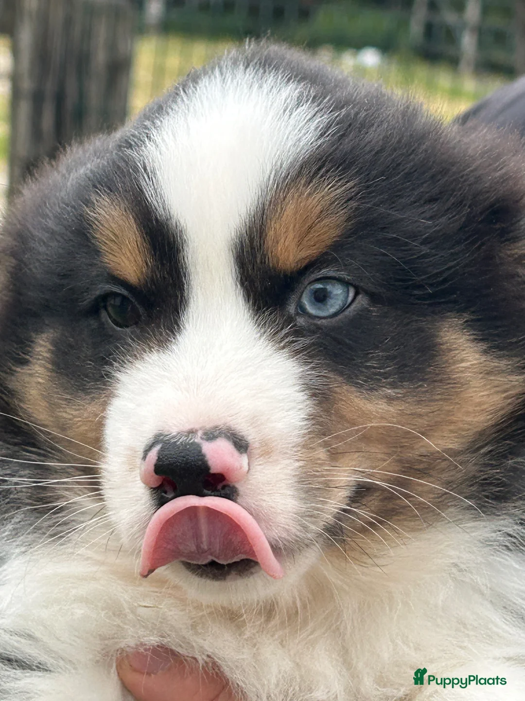 Australian Shepherd honden te koop: Miniature American shepherd reutjes - Advertentie 2