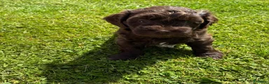 Kruising Puppy 3
