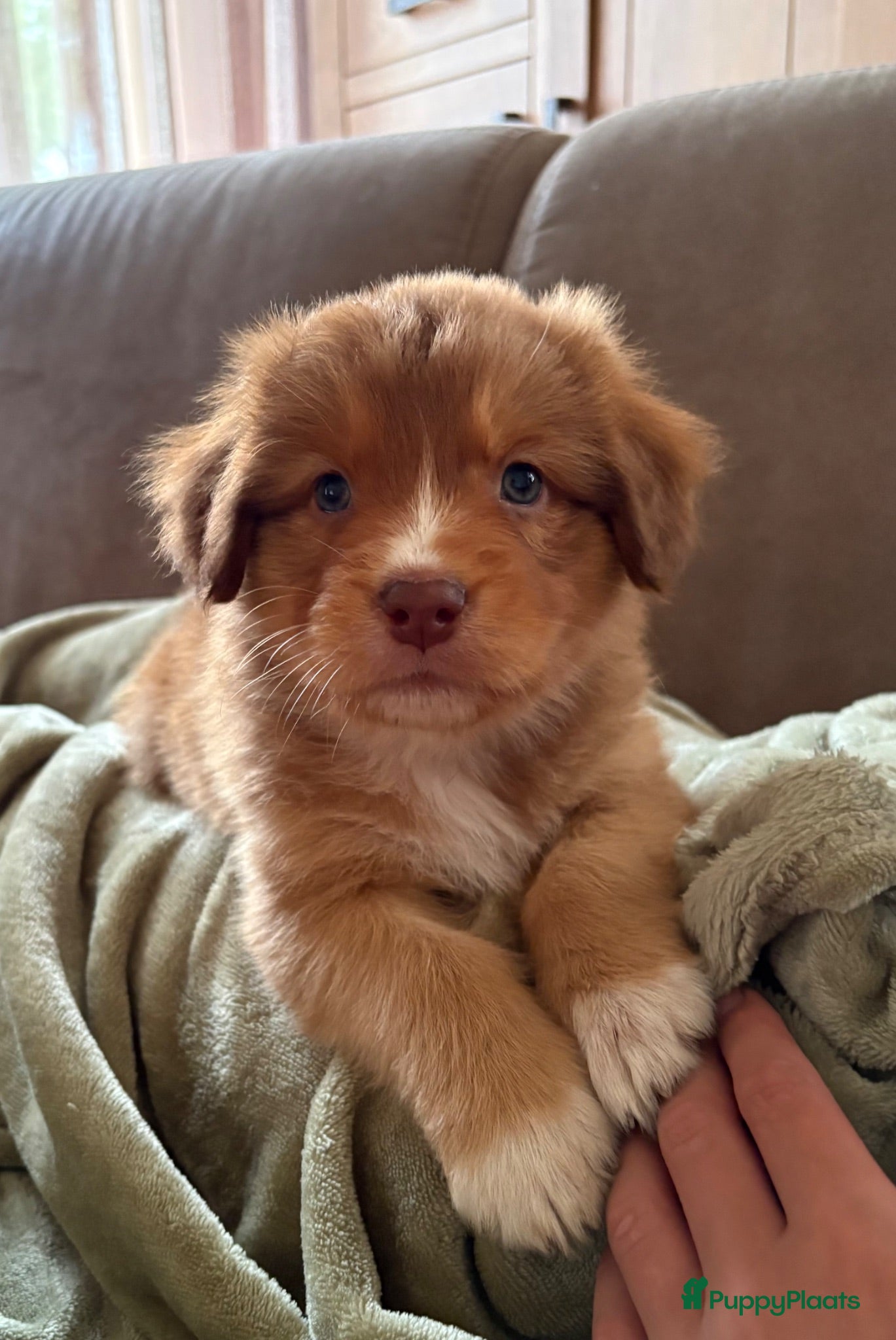 Kruising honden Nova scotia duck tolling x Australian shepherd pup - Advertentie 2