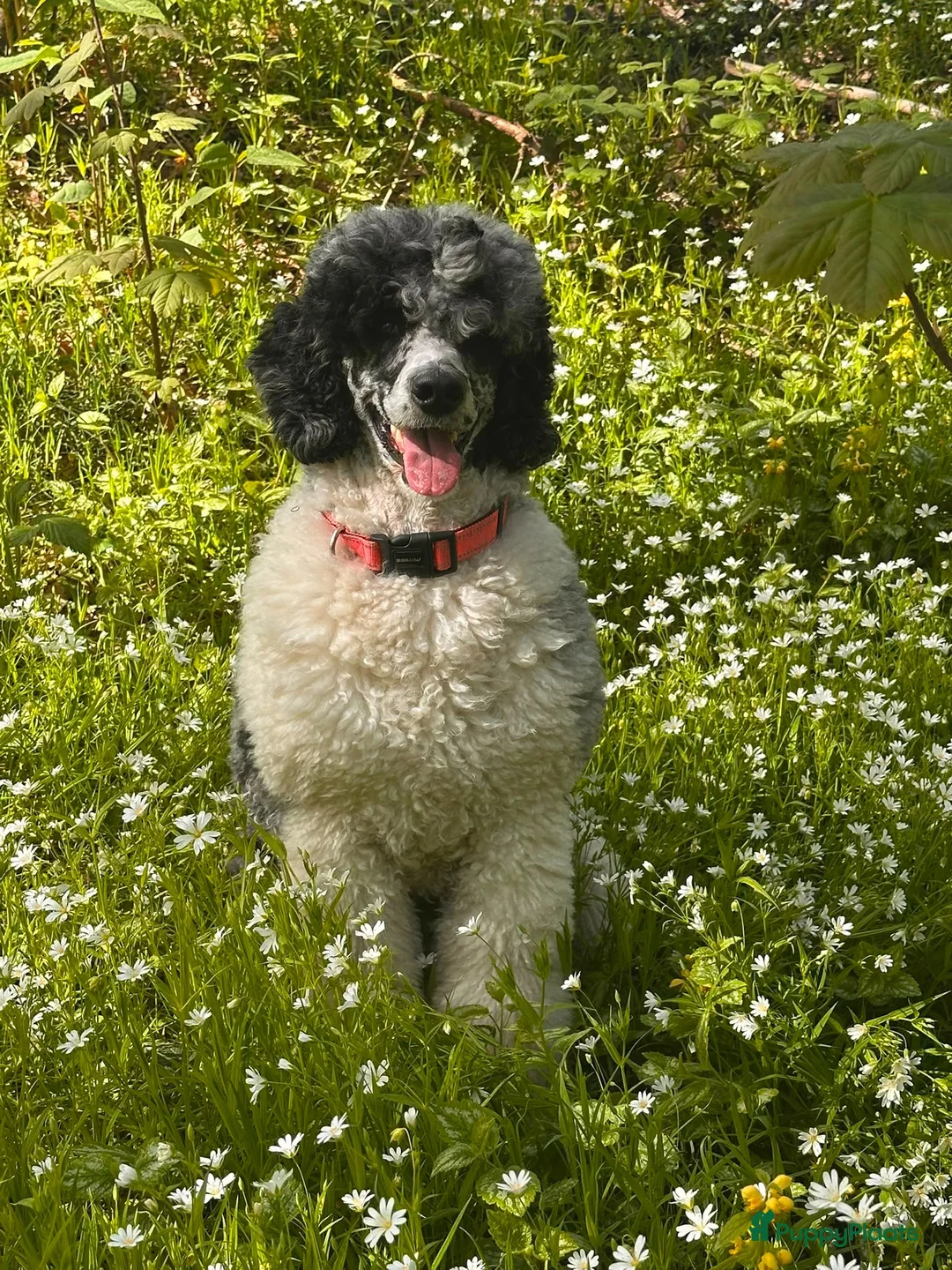 Poedel honden te koop: grote poedel pups - Advertentie 14