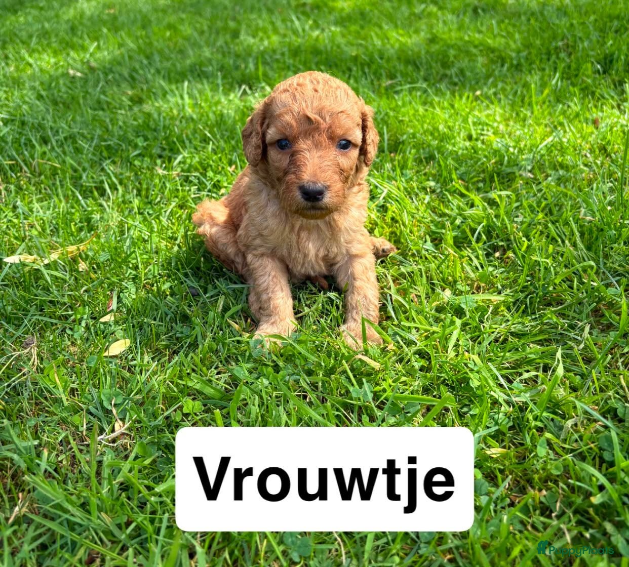 Goldendoodle honden Goldendoodles F1B - Advertentie 2