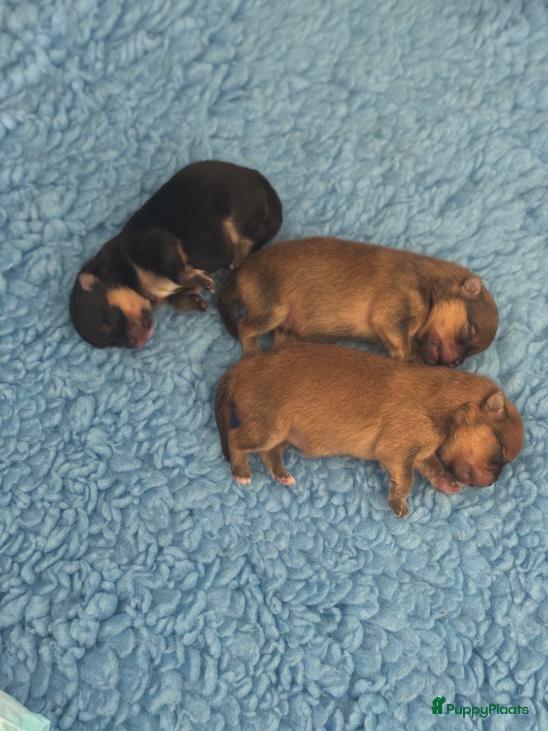 Pomeriaan honden te koop: Verwacht augustus ! - Afbeelding 6