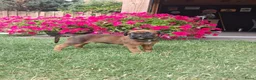 Kruising honden te koop: Unieke leuke kruising Labrador Boxer x Boxer pups. - Advertentie 6