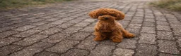 Poedel honden te koop: Toypoedel pups / dwergpoedel pups - Advertentie 8