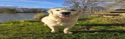 Golden Retriever honden te koop: Een 3-jarige Golden Retriever-teef. - Advertentie 3