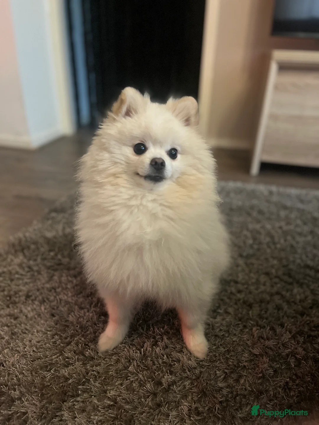 Pomeriaan honden ter dekking: Mooi dekreu pomeriaan (niet te koop) - Advertentie 4