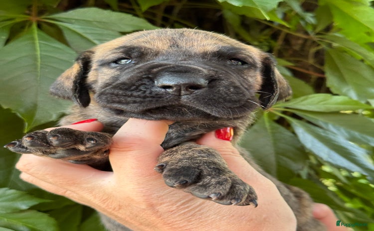 Duitse Dog honden - Advertentie 15