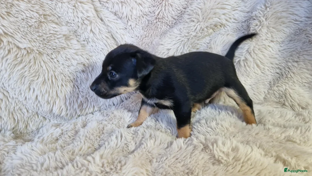 Jack Russel Terriër honden te koop: Super mooie jack russel pups - Advertentie 11