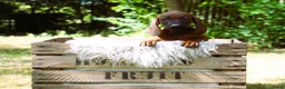 Kruising honden te koop: Bayerische gebirgssweishund - Advertentie 16