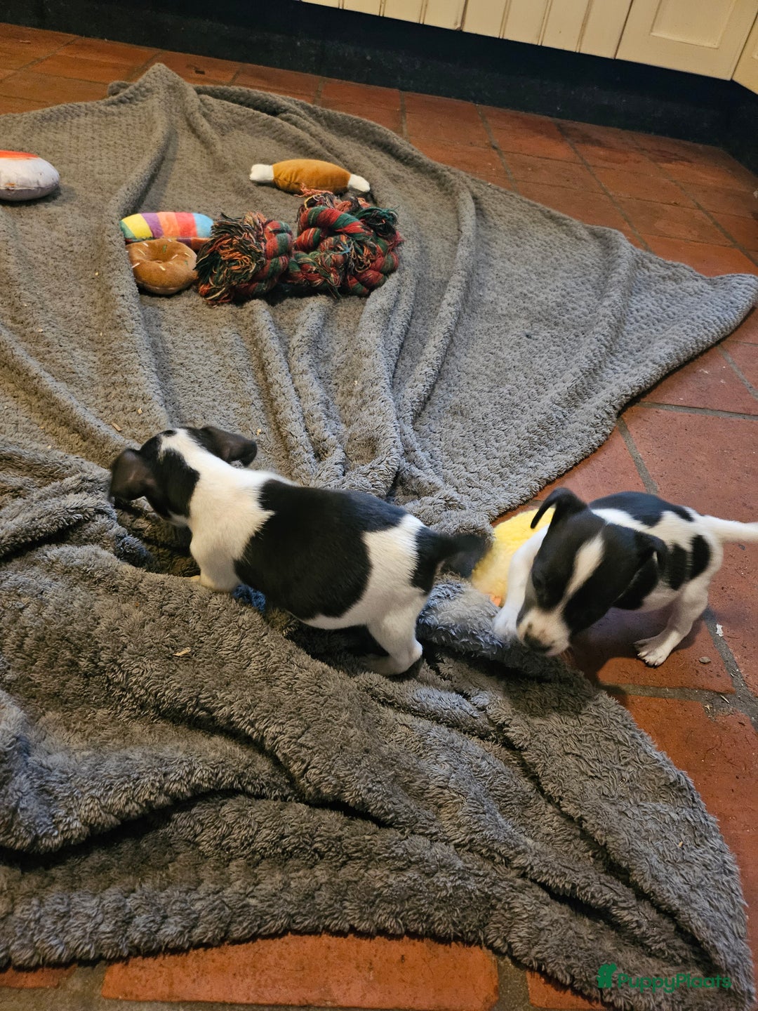 Jack Russel Terriër honden te koop: Jack russel pups (laagbenig) in Baarle-Nassau - Afbeelding 5