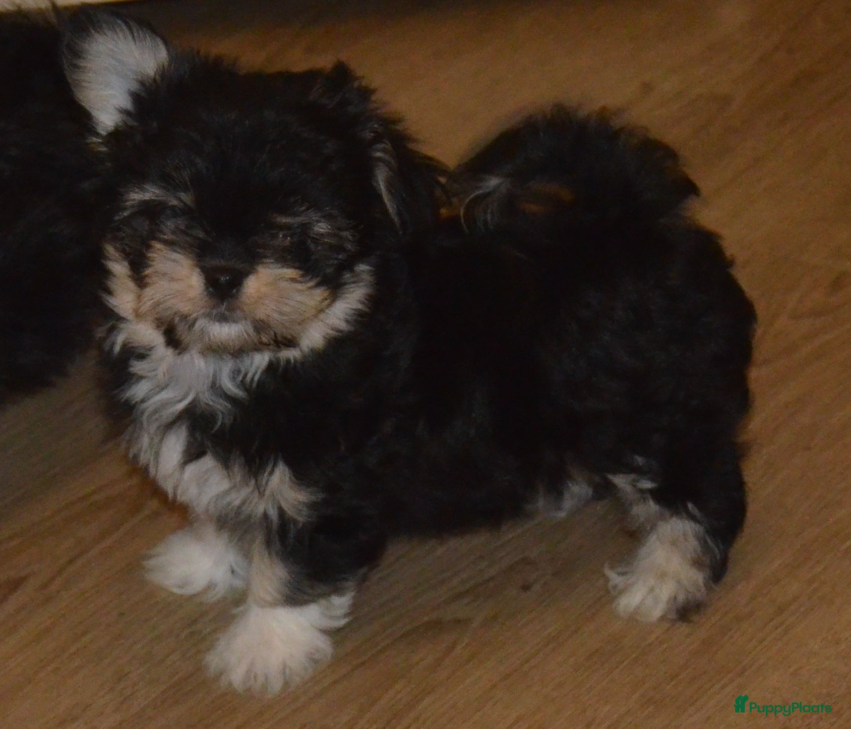 Kruising honden Mini Malchi / Mini Boomertje teefje Black & Tan  - Advertentie 2