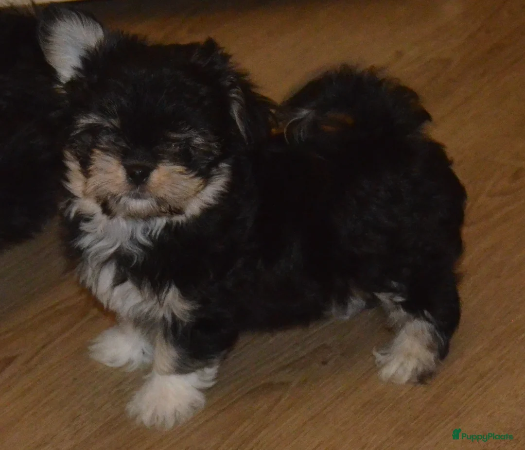 Kruising honden te koop: Mini Malchi / Mini Boomertje teefje Black & Tan  - Advertentie 2