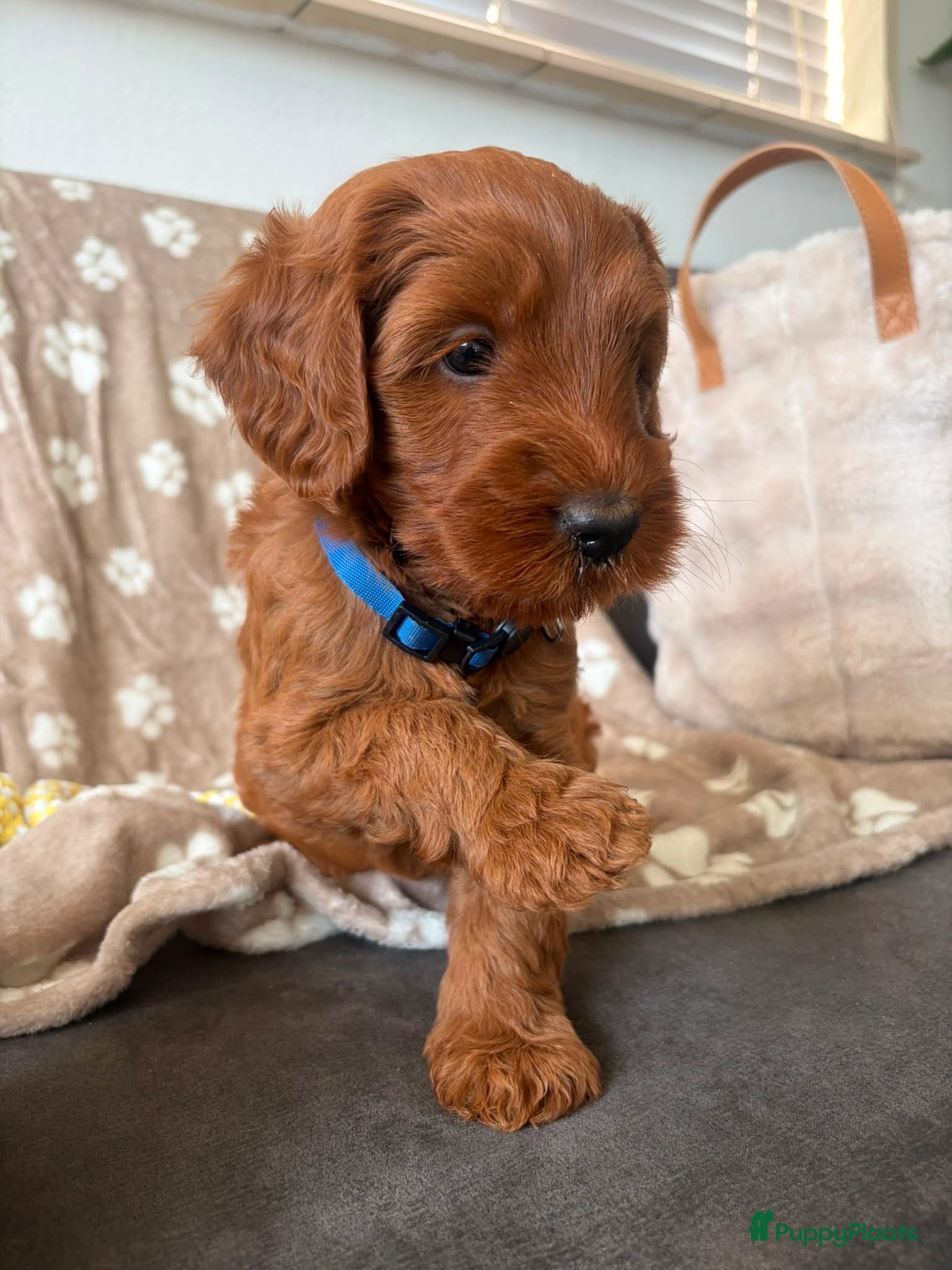 Australian Labradoodle honden Prachtige Australian labradoodle pups  - Advertentie 2