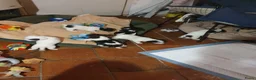 Jack Russel Terriër honden te koop: Nog 3"bandietjes" zoeken gezellig huis. Laagbenig  - Advertentie 8