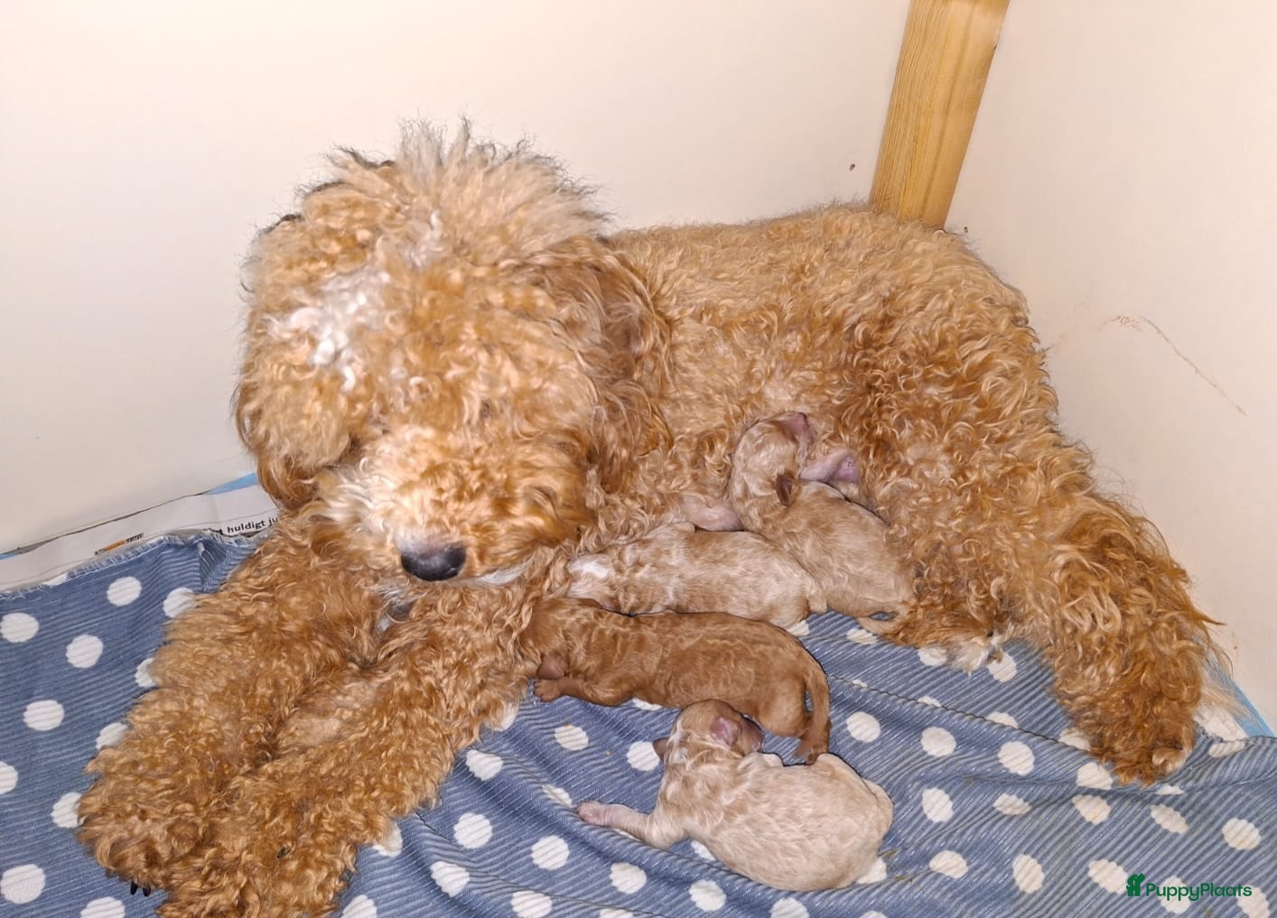 Maltipoo honden Lief mooi maltipoo reutje - Advertentie 1