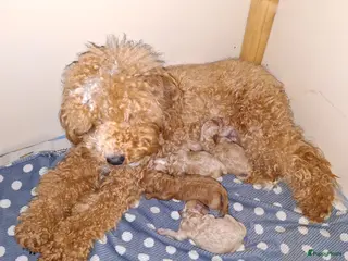 Maltipoo honden Lief mooi maltipoo reutje - Advertentie 1