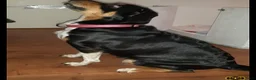 Kruising honden te koop: Te koop mooie pups - Advertentie 7