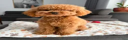 Maltipoo honden te koop: Maltipoo pups te koop  - Advertentie 3