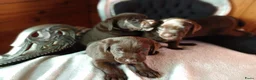 Labrador Retriever honden te koop: Prachtig bruine labrador puppys  - Advertentie 4