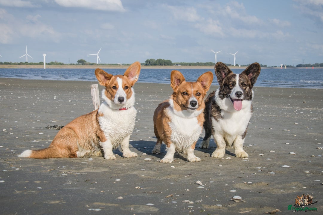 Galerij afbeelding {{count}}