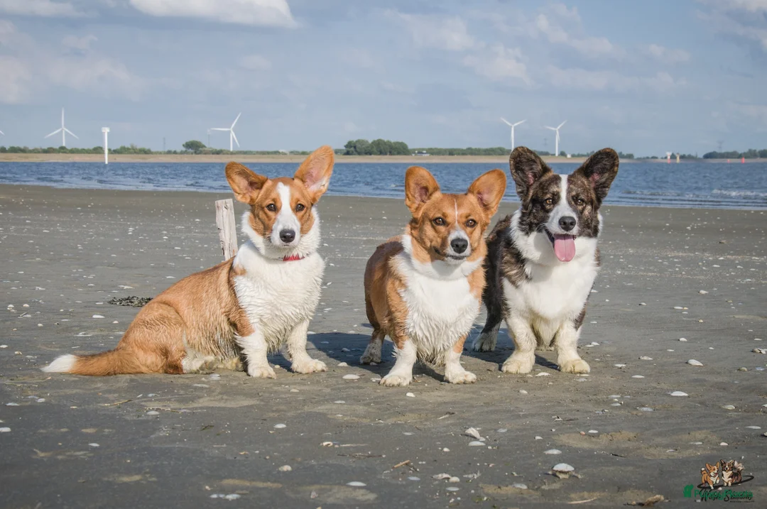 Galerij afbeelding {{count}}