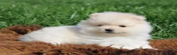 Pomeriaan honden te koop: Pomeriaan pups - Advertentie 4