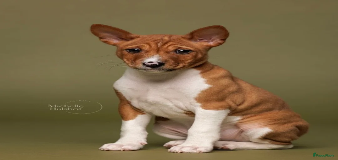 Galerij afbeelding {{count}}