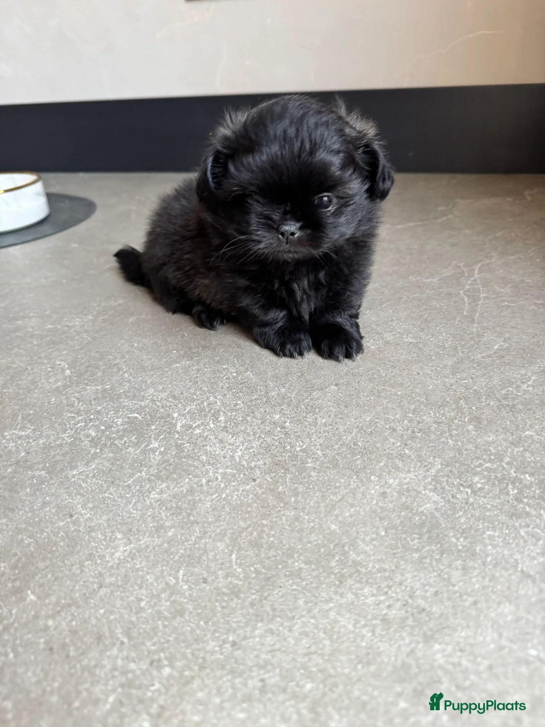 Kruising honden te koop: Mooie Shih tzu x pomeriaan pups in Zwolle - Advertentie 14