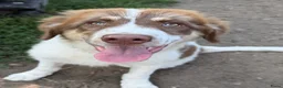Kruising honden ter adoptie: Charlie - Advertentie 1
