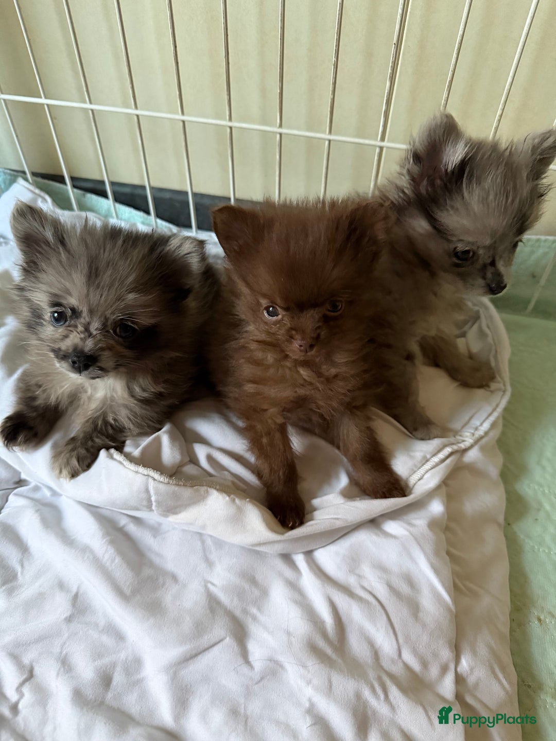 Pomchi honden te koop: Mooie pomchi - Advertentie 5