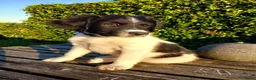 Friese Stabij honden te koop: Lieve en Sociale Friese Stabij pups - Advertentie 6