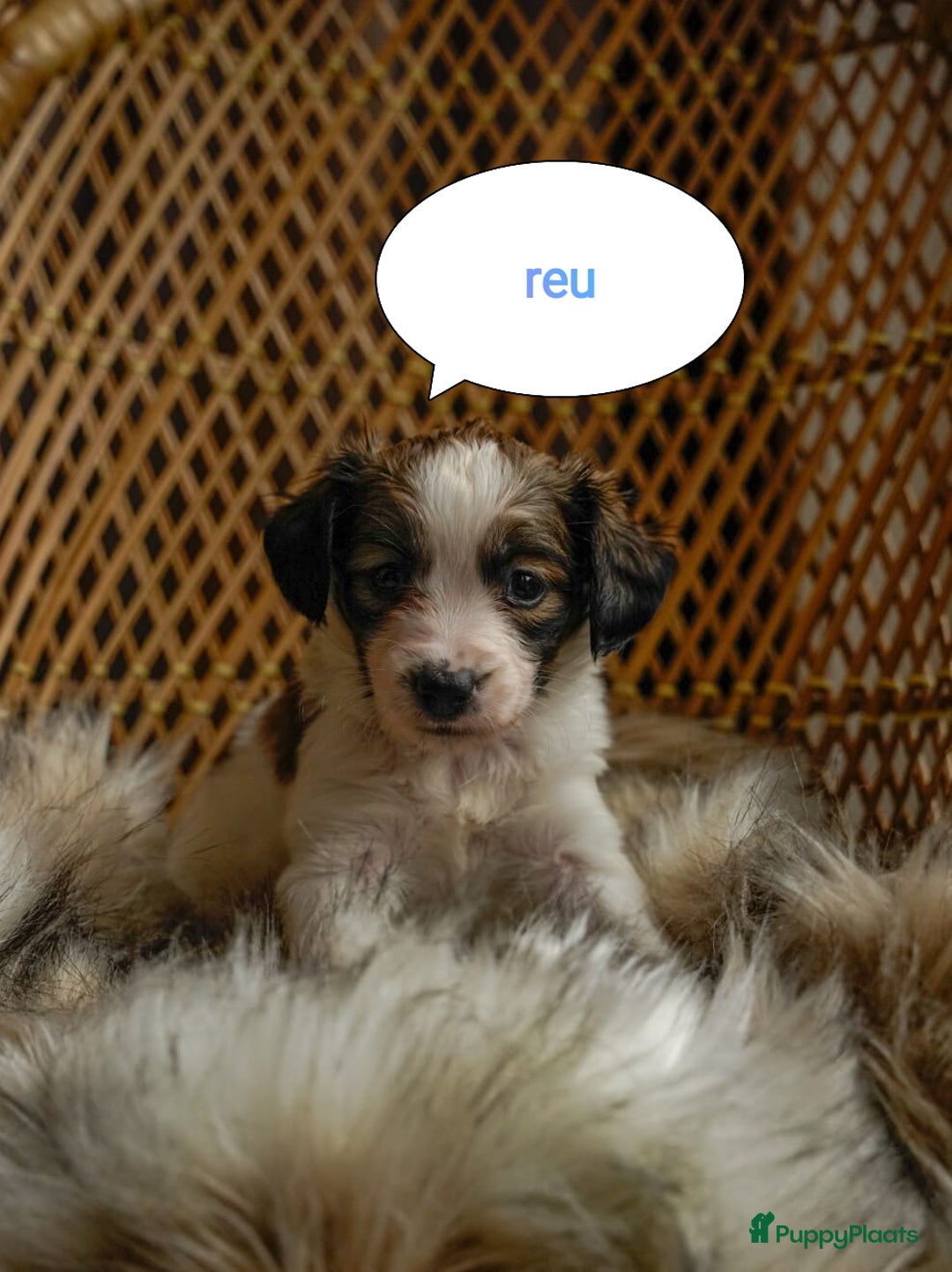 Kooikerhondje honden te koop: 8 week oude kooikerpups op zoek naar warm thuis. - Advertentie 6