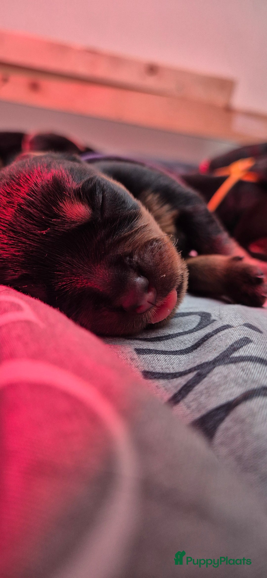 Rottweiler honden te koop: Nest F 27.11.2025 - Advertentie 8