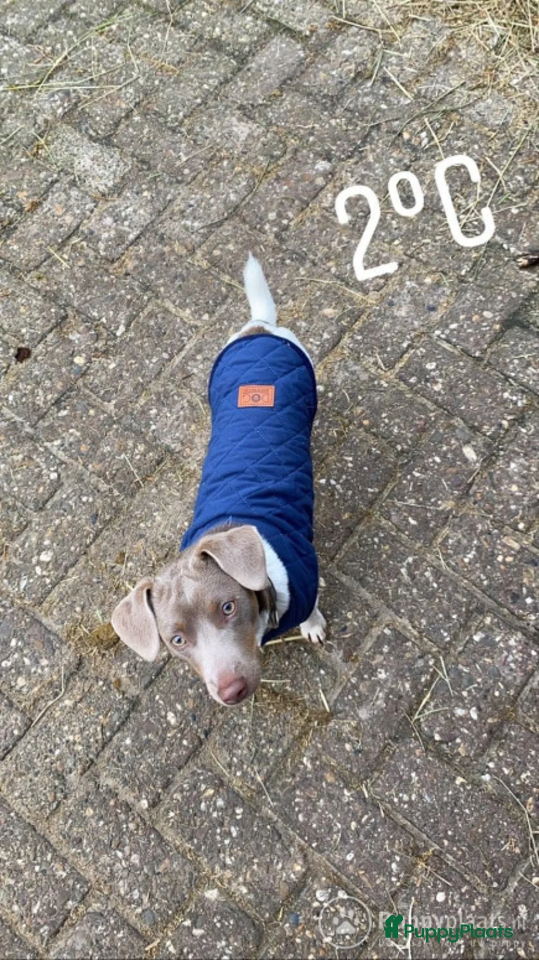 Jack Russel Terriër honden ter dekking: Jack russell dekreuen in Koewacht - Advertentie 5