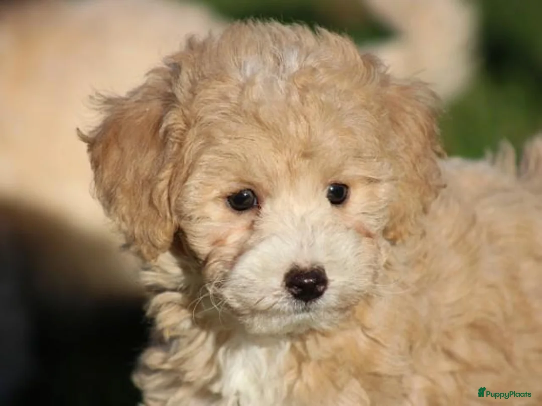 Maltipoo honden te koop: Knappe Maltipoo pups. - Advertentie 1