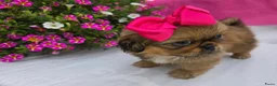 Pekingees honden te koop: Heel mooi Pekinees reutje - Advertentie 33