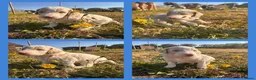 Poedel honden te koop: grote poedel pups - Advertentie 10