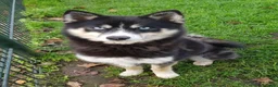 Kruising honden te koop: Pomsky pups (1/4 Shiba inu) - Advertentie 15